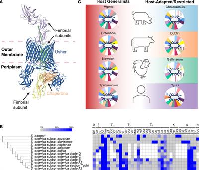 Recent Advances in Our Understanding of the Diversity and Roles of Chaperone-Usher Fimbriae in Facilitating Salmonella Host and Tissue Tropism